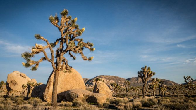 bouldering in hidden valley joshua tree national park